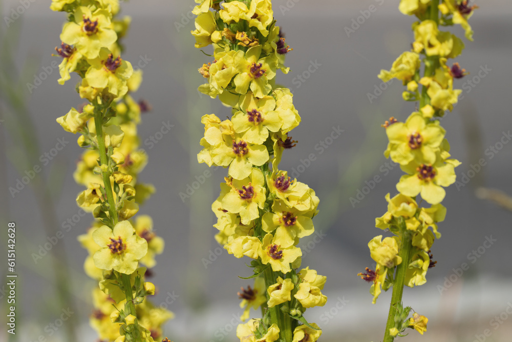 Dark mullein (Verbascum nigrum) with typical red stamen. Dark mullein (Verbascum nigrum) with typical red stamen.