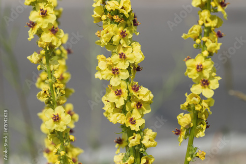 Dark mullein (Verbascum nigrum) with typical red stamen. photo