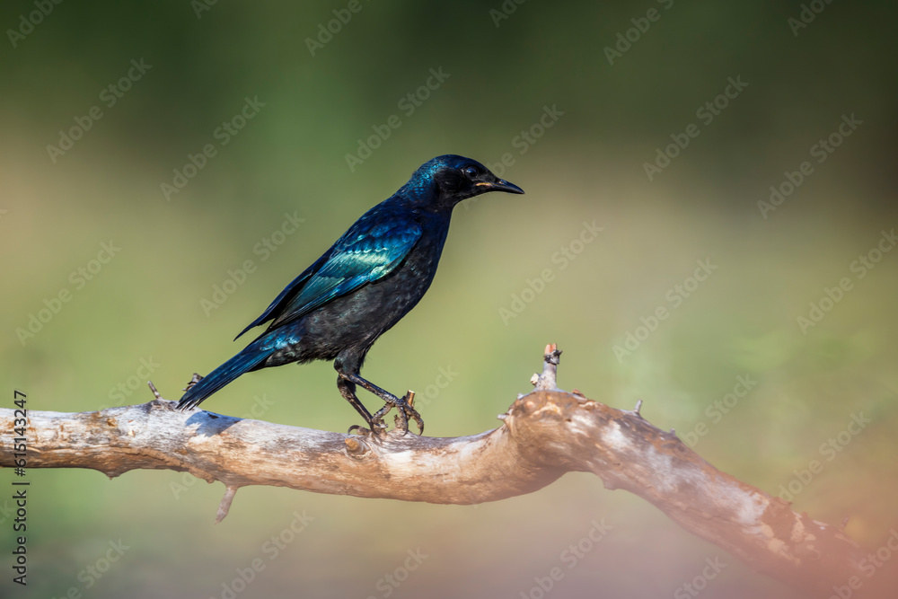 Burchell Glossy Starling standing on a branch isolated in natural background in Kruger National park, South Africa ; Specie Lamprotornis australis family of Sturnidae
