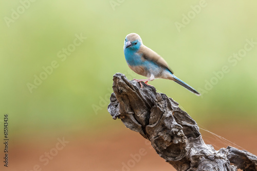 Blue-breasted Cordonbleu in Kruger National park, South Africa ; Specie Uraeginthus angolensis family of Estrildidae photo