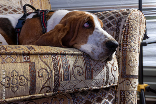 Konstfotografi Neville Longbottom the basset hound stealing your seat and doesn't feel guilty a