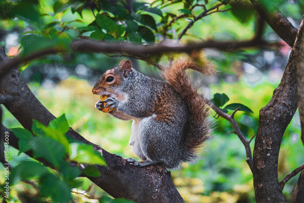 squirrel on tree squirrel on tree