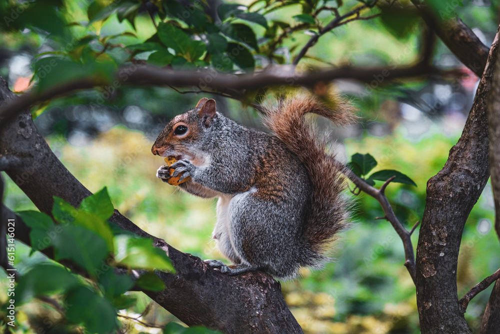 squirrel on tree squirrel on tree