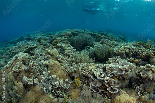 Corals thrive on a beautiful reef in Komodo National Park  Indonesia. This tropical region is home to extraordinary marine biodiversity and is a popular area for scuba diving and snorkeling.