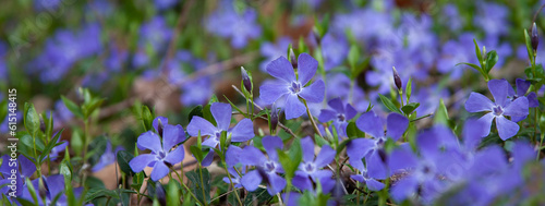 Photos Lesser Periwinkle (Vinca minor L.) Pervinca minore
