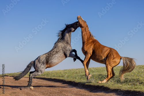 Wild Horse Stallions Fighting in the Pryor Mountains Montana in Summer