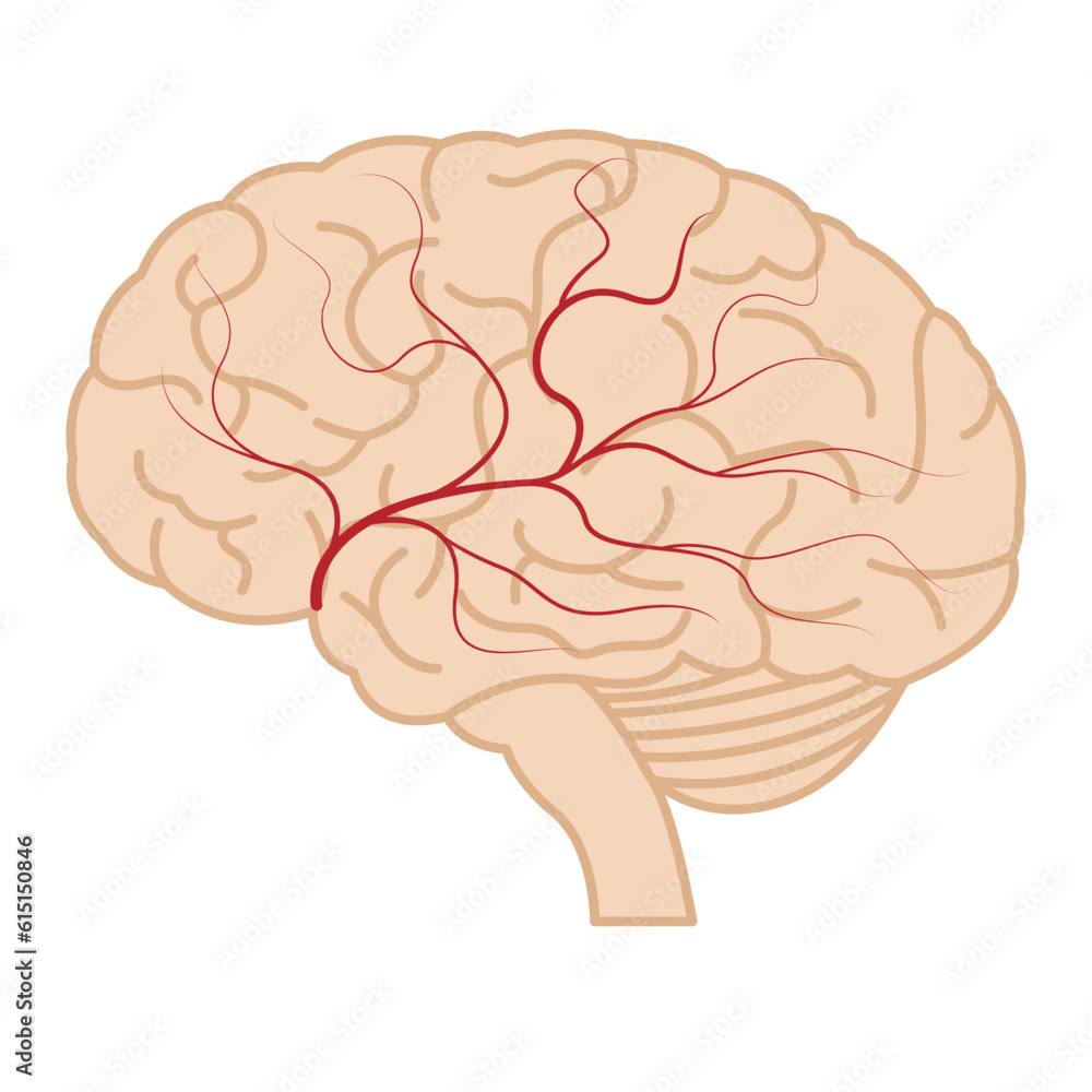 Human brain with blood vessels in profile. Medical poster. Vector illustration Human brain with blood vessels in profile. Medical poster. Vector illustration