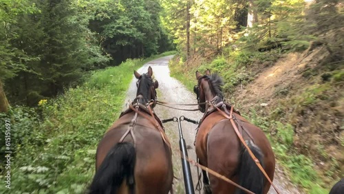 Two horses (Saxon - Thuringian Heavy Warm blood) pull a carriage. They walk through a forest in the Sauerland. With noises photo