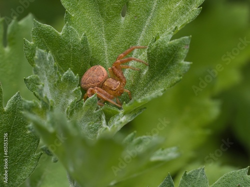 ヤミイロカニグモのクローズアップ