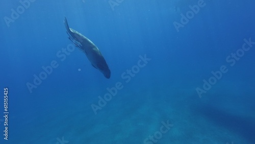 Dugong swimming down to sea bottom, Red sea, Egypt. © Jag_cz