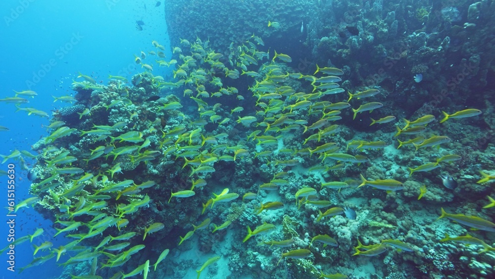 Beautifiul underwater view with tropical coral reefs Beautifiul underwater view with tropical coral reefs