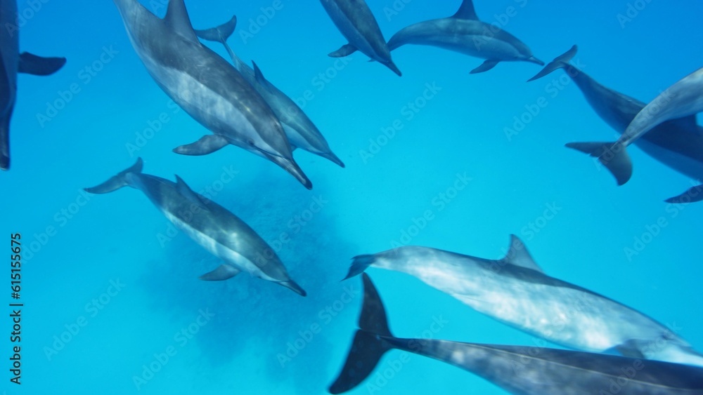 A flock of spinner dolphins, Stenella longirostris, southern Red Sea, Egypt. A flock of spinner dolphins, Stenella longirostris, southern Red Sea, Egypt.