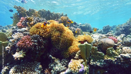 Fototapeta Naklejka Na Ścianę i Meble -  Beautifiul underwater view with tropical coral reefs