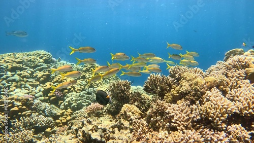 Beautifiul underwater view with tropical coral reefs