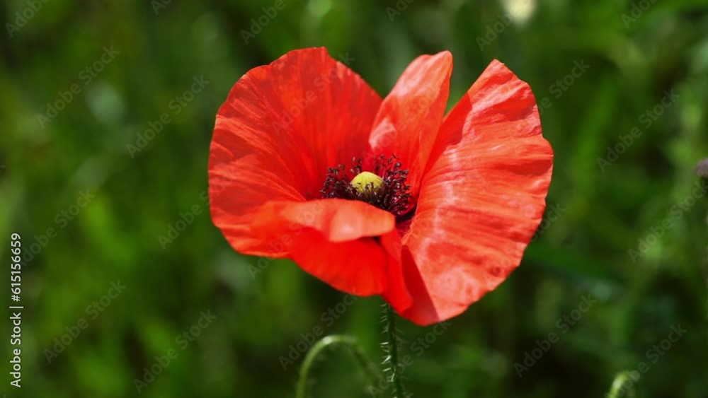 Red poppy flower on natural green sunny background. Close up Red poppy flower on natural green sunny background. Close up