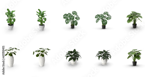 collection of indoor plants