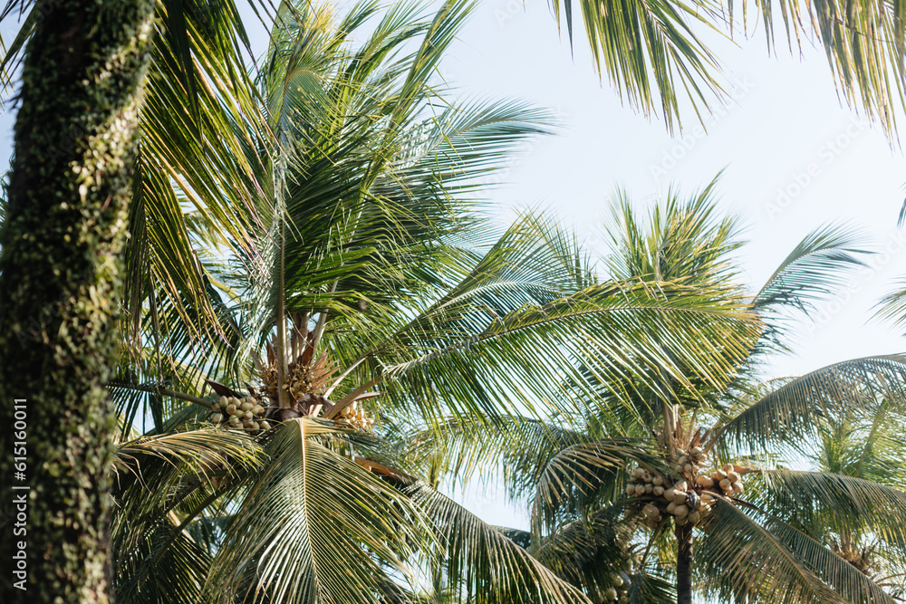 Green palm trees with lush leaves and coconuts against the sky