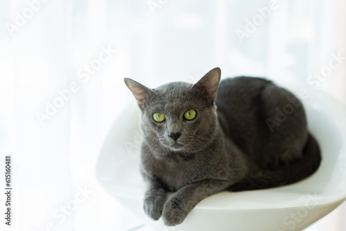 The cat is sitting on a white chair, Copy-space