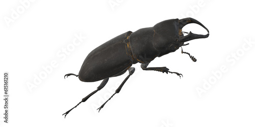 Stag Bettle isolated on a Transparent Background