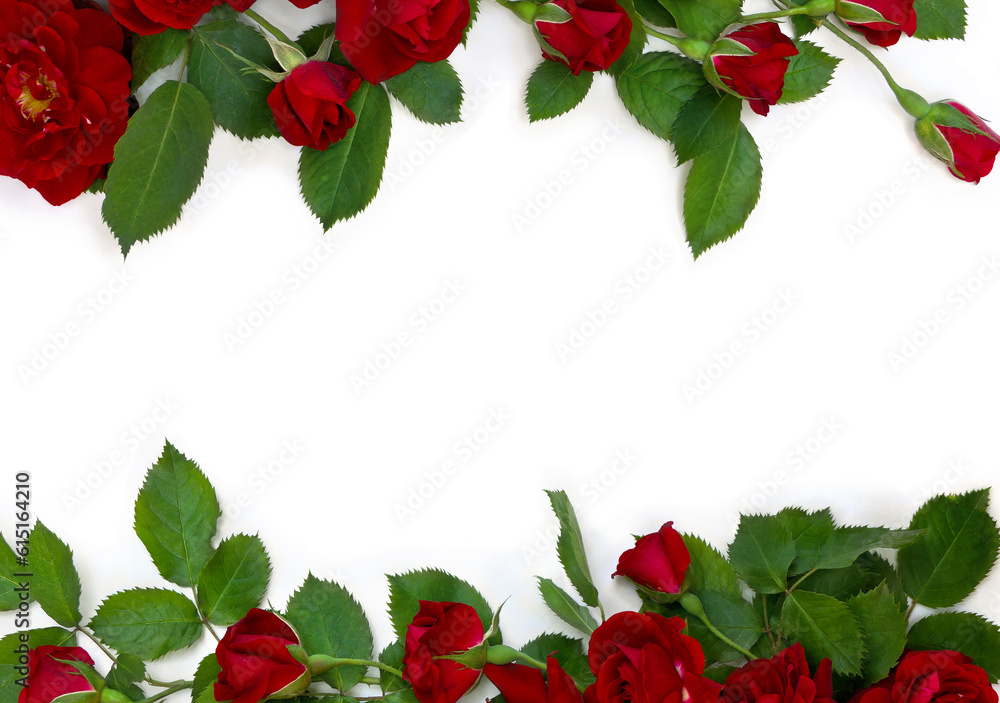 Red roses on a white background with space for text. Top view, flat lay Red roses on a white background with space for text. Top view, flat lay