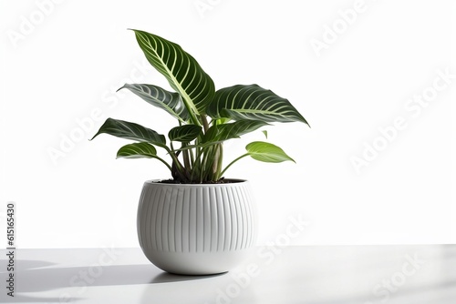 Isolated Potted Houseplant - Indoor Nature and Greenery Concept 