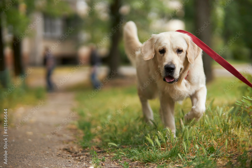 Charming golden retriever. Golden Retriever walking on a leash. Golden retriever on a leash along in the park, walking area. A golden retriever on a leash walking in the park with his owner. Charming golden retriever. Golden Retriever walking on a leash. Golden retriever on a leash along in the park, walking area. A golden retriever on a leash walking in the park with his owner.