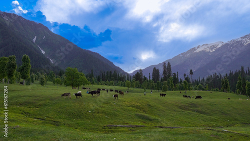 meadow in the mountains © Hussain
