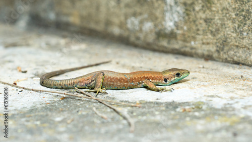 Selective focus on Lebanon lizard Phoenicolacerta Laevis