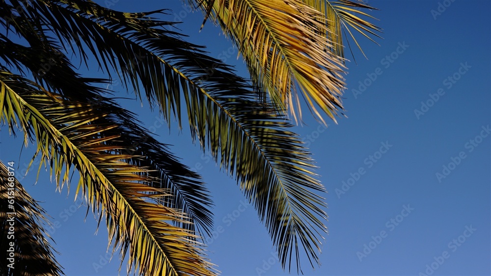 palm tree branches against blue background