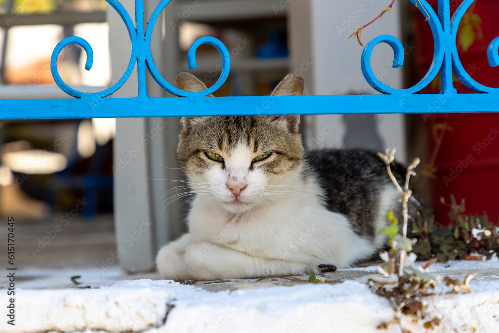 sleepy cat in the midday heat on the island Paros in Greece