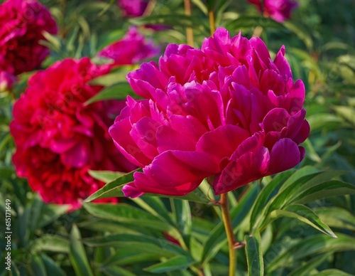 A large flower of a burgundy peony, against the background of many peonies, in the garden, on a sunny day
