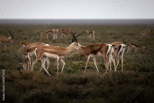 A herd of wild impala antelopes, rooibok, in the savannah in the Serengeti National Park, Tanzania, Africa, gazelle 
