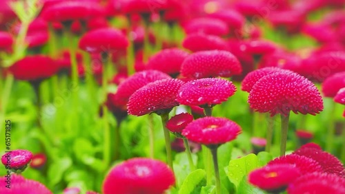 Stokrotka Pomponette Różowa, piękne kwiaty ogrodowe.  photo