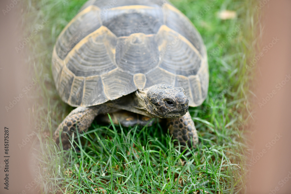 tortue venant manger sa salade en fin de journee tortue venant manger sa salade en fin de journee
