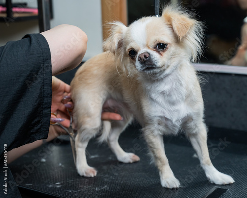 Groomer cuts hair on the paws of a chihuahua in a grooming salon. Funny decorative dog. 