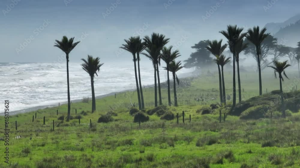 Aerial: Nikau palm trees, farmland and the ocean South Island, New Zealand Aerial: Nikau palm trees, farmland and the ocean South Island, New Zealand