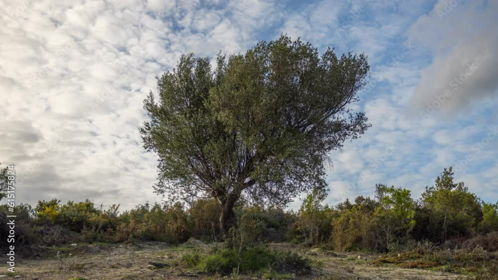 olive tree in greece olive tree in greece