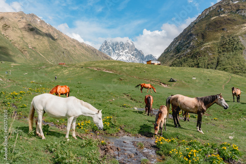 Horses in the Juta Valley, Chaukhi mountains in the background. Kazbegi region, Georgia.