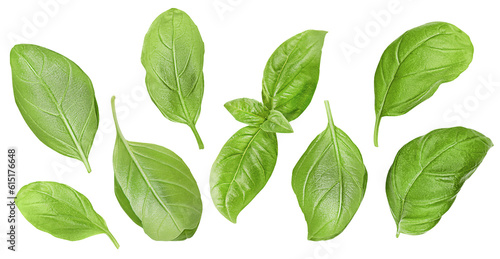 collection from basil leaves on white isolated background