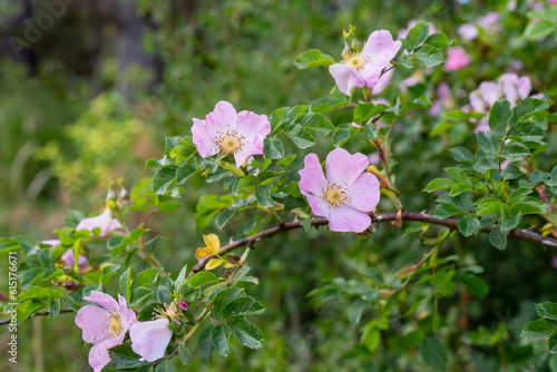 Photos Rosa rubiginosa (sweet briar, sweetbriar rose, sweet brier or eglantine)