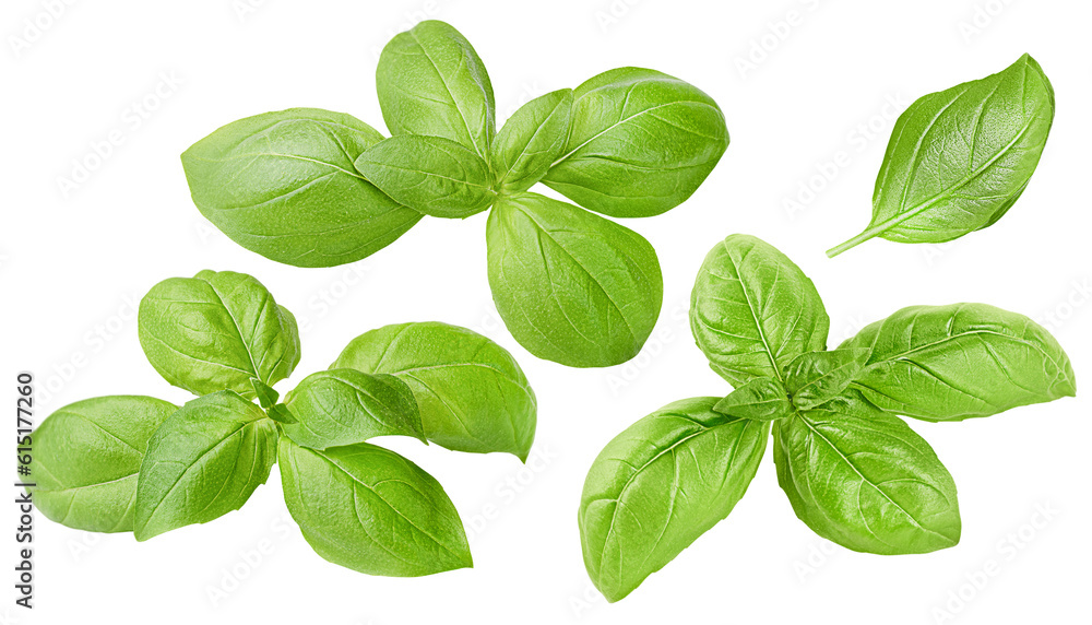 sprigs of basil on a white isolated background sprigs of basil on a white isolated background