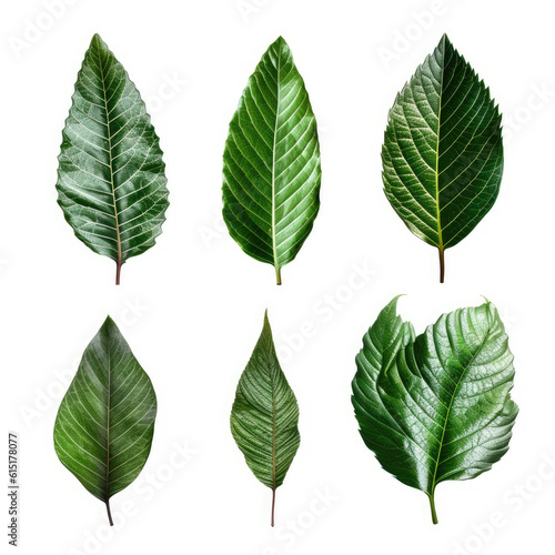 Tropical different type exotic leaves set. Jungle plants. Realistic isolated on white background. Tropical leaves collection. © peacehunter