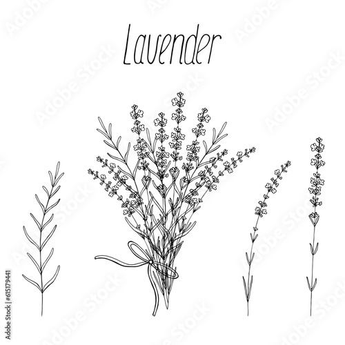 Lavender flowers set, vector floral hand drawn bundle isolated elements for design on white background