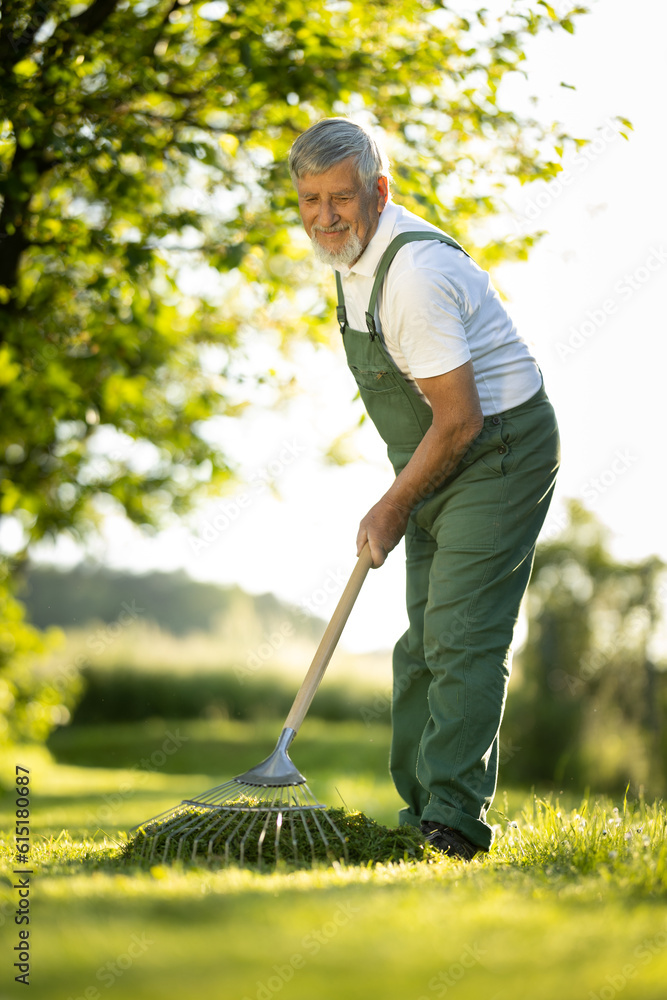 Senior gardener gardening in his permaculture garden - raking the lawn after mowing it Senior gardener gardening in his permaculture garden - raking the lawn after mowing it