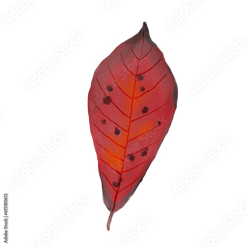 Watercolor Black Gum Leaf in Autumn