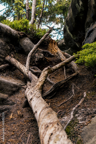 Połamane drzewo w lesie © robertpstryka