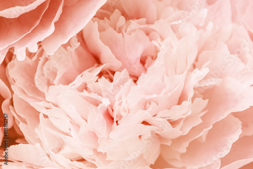 Peach color flower peony petals, close up macro nature background. Beautiful Holiday bloom backdrop. Cream pink flowers top view, floral desktop wallpaper, soft focus, pastel colored still life © yrabota