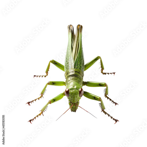 grasshopper isolated on white 