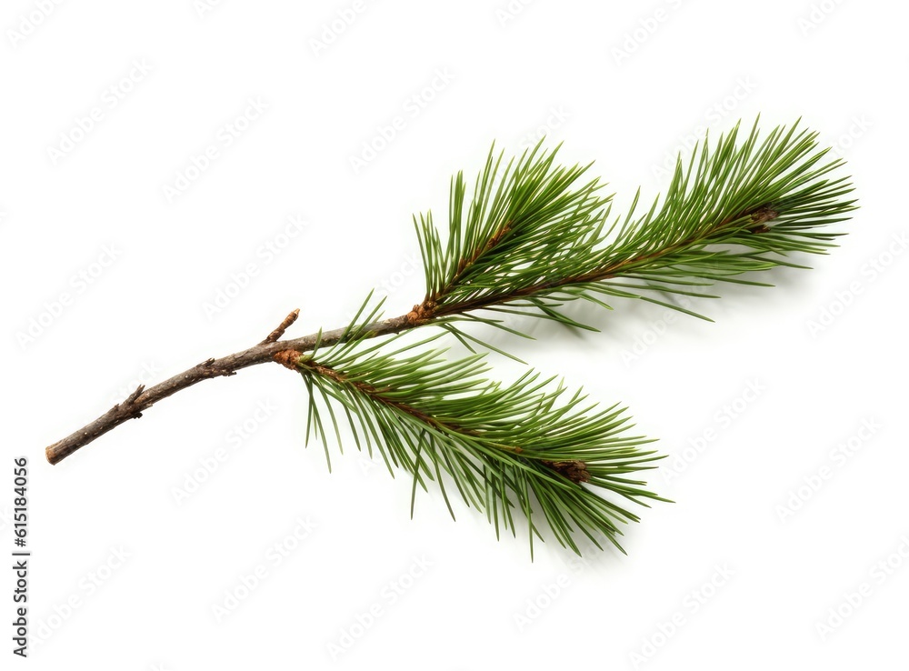 Top view of green fir tree spruce branch with needles isolated on white background. Created with Generative AI technology. Top view of green fir tree spruce branch with needles isolated on white background. Created with Generative AI technology.