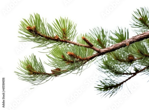 Top view of green fir tree spruce branch with needles isolated on white background. Created with Generative AI technology.